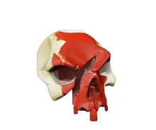Ritual Skull.png