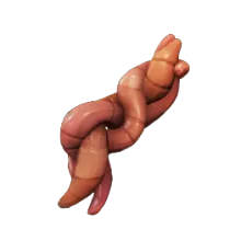 Earthworms.png