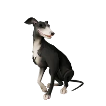 Silverfoot_Whippet.png