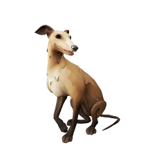 Fawn_Whippet.png