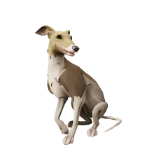 Streaked_Whippet.png