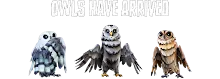 Snowy_Owl.png